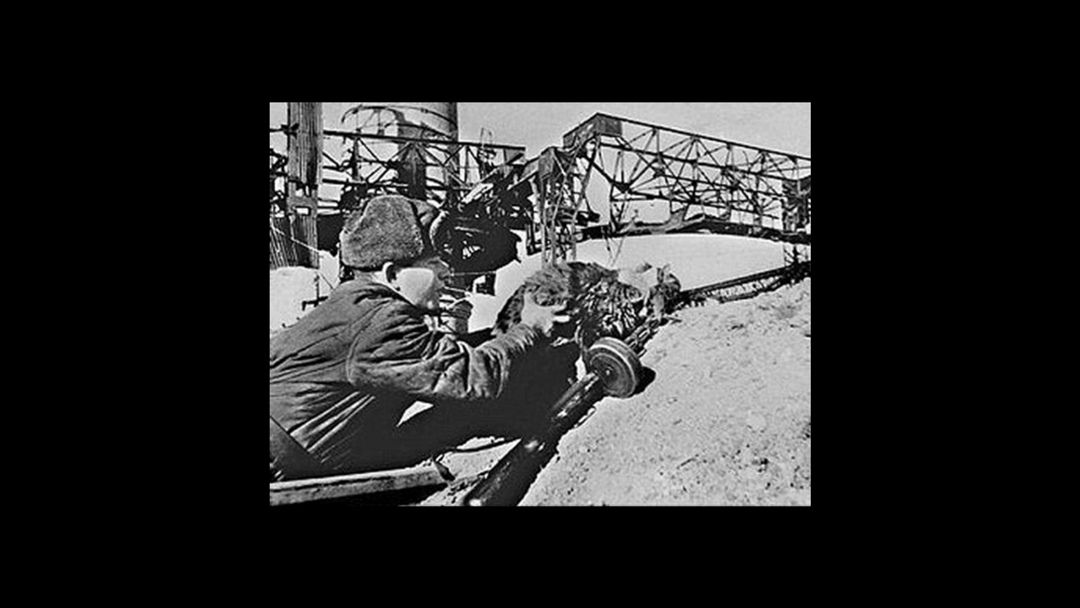 Stalingrad Savaş Kedisi Mourka