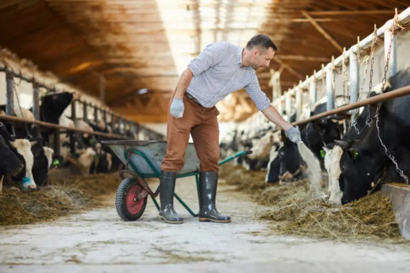 Hayvancılıkta tarımsal iş gücü