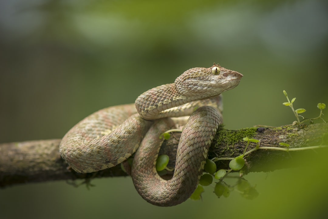 Engerek Yılanı - Viper Snake