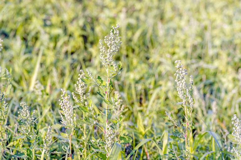 Zararlı otlarla mücadele yöntemleri