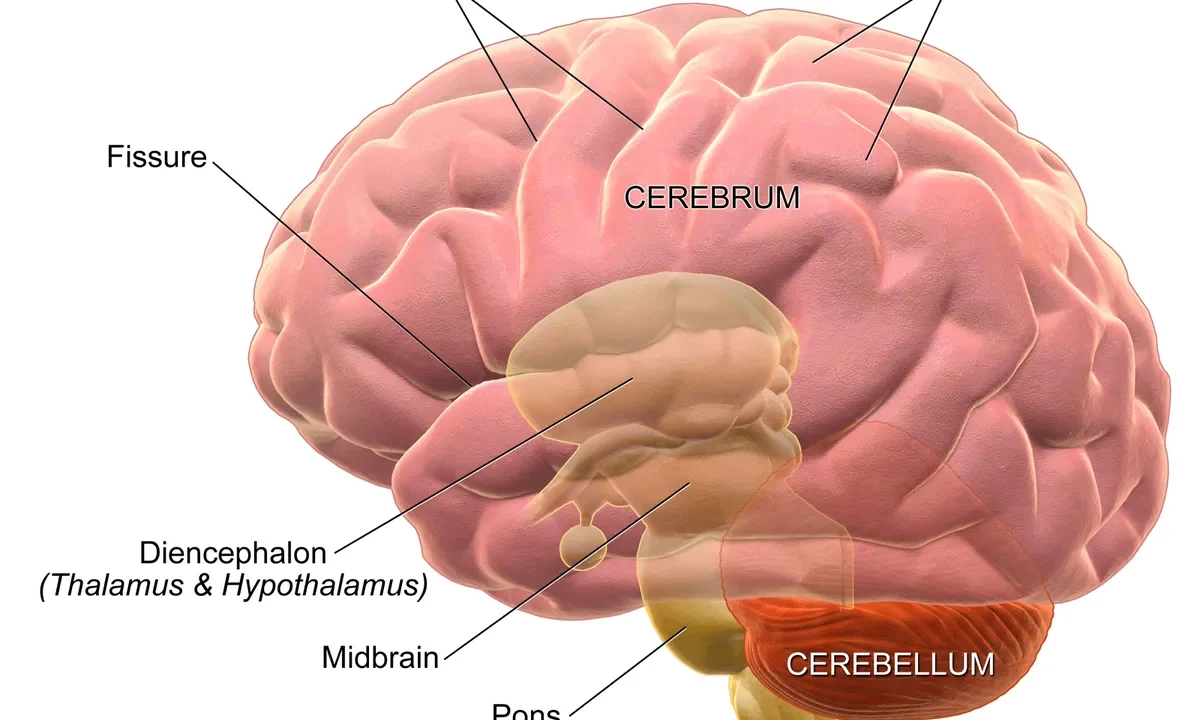İnsan beyninin anatomik yapısı ve bölgeleri — açık etiket plasebo etkisi ve bellek mekanizmaları