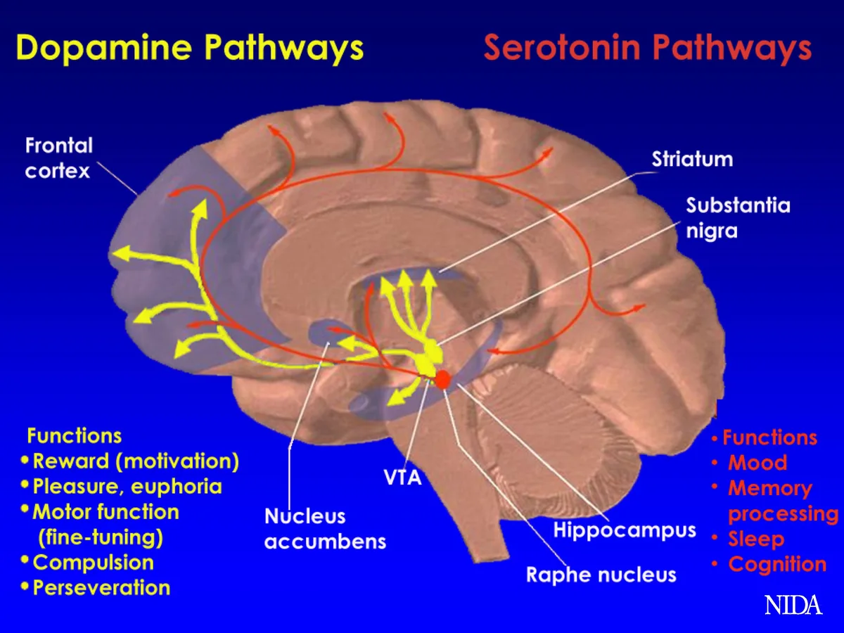 Beynin dopamin ve serotonin yolları haritası — plasebo etkisinin beyin mekanizmaları ve nörokimyasal tepkiler