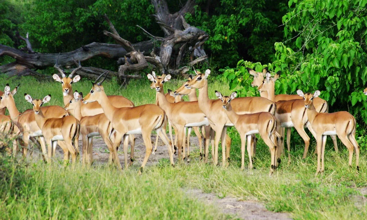 Afrika savanasında başları kalkmış, tetikte duran impala antilobu sürüsü