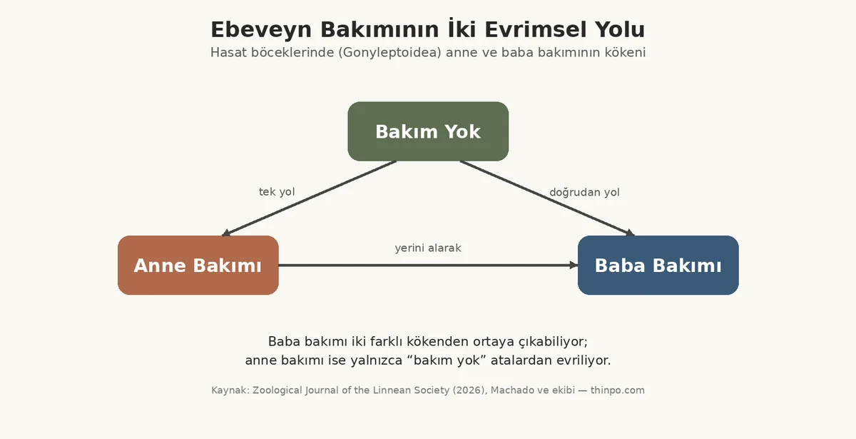 Anne bakımı ve baba bakımının evrimsel yollarını gösteren infografik: bakım yoktan anneye tek yol, bakım yoktan ve anne bakımından babaya iki ayrı yol