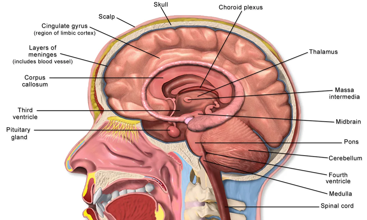 Prefrontal korteks, talamus ve beyin sapı yapılarını (orta beyin, pons, medulla) gösteren etiketli insan beyni anatomisi infografiği