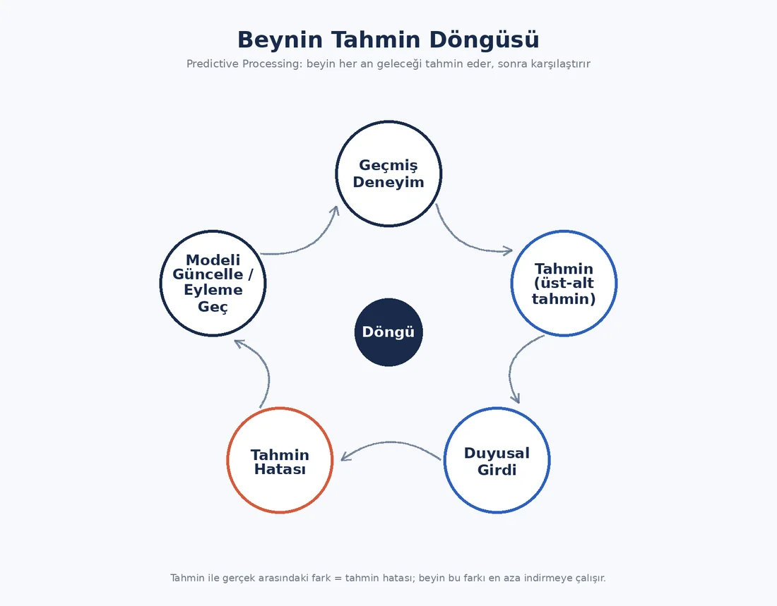 Beynin tahmin döngüsünü gösteren infografik: geçmiş deneyim, tahmin, duyusal girdi, tahmin hatası ve modeli güncelleme adımlarının döngüsel şeması