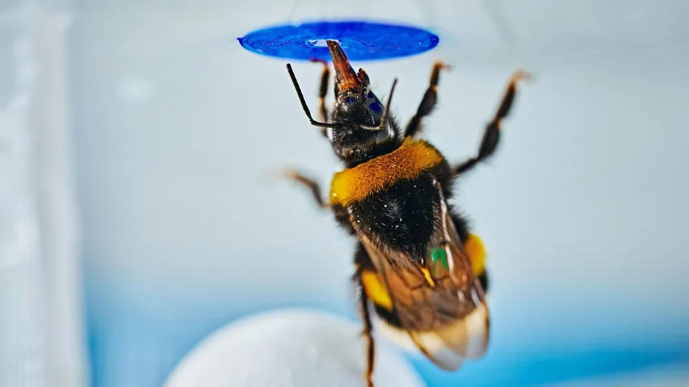 Deney düzeneğinde bir bombus arısının mavi yapay çiçeğe ulaşmak için beyaz topun üzerine tırmandığı an