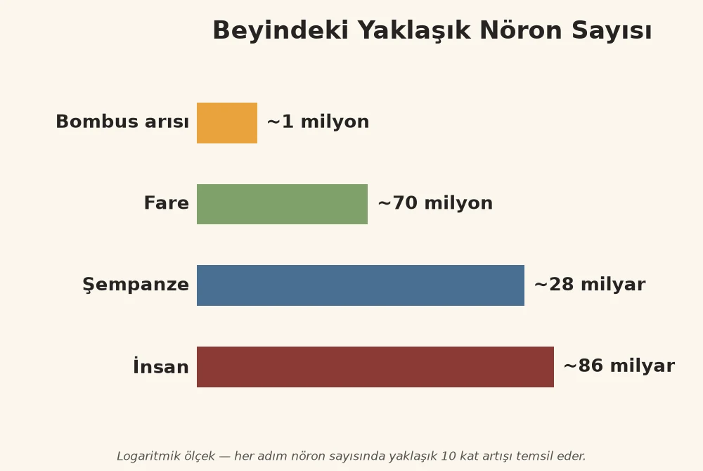 Bombus arısı, fare, şempanze ve insan beynindeki yaklaşık nöron sayısını karşılaştıran logaritmik çubuk infografik