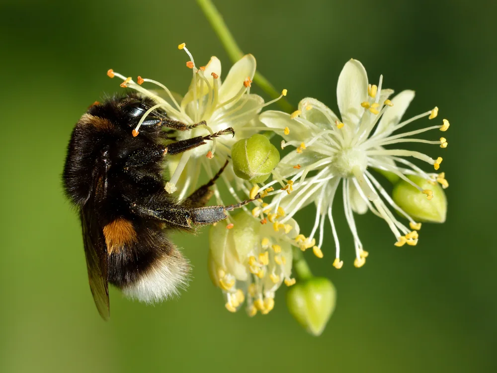 Tüylü bir bombus arısının ıhlamur çiçeğinde yakın plan makro fotoğrafı, minik bedeninin karmaşık yapısı görünüyor