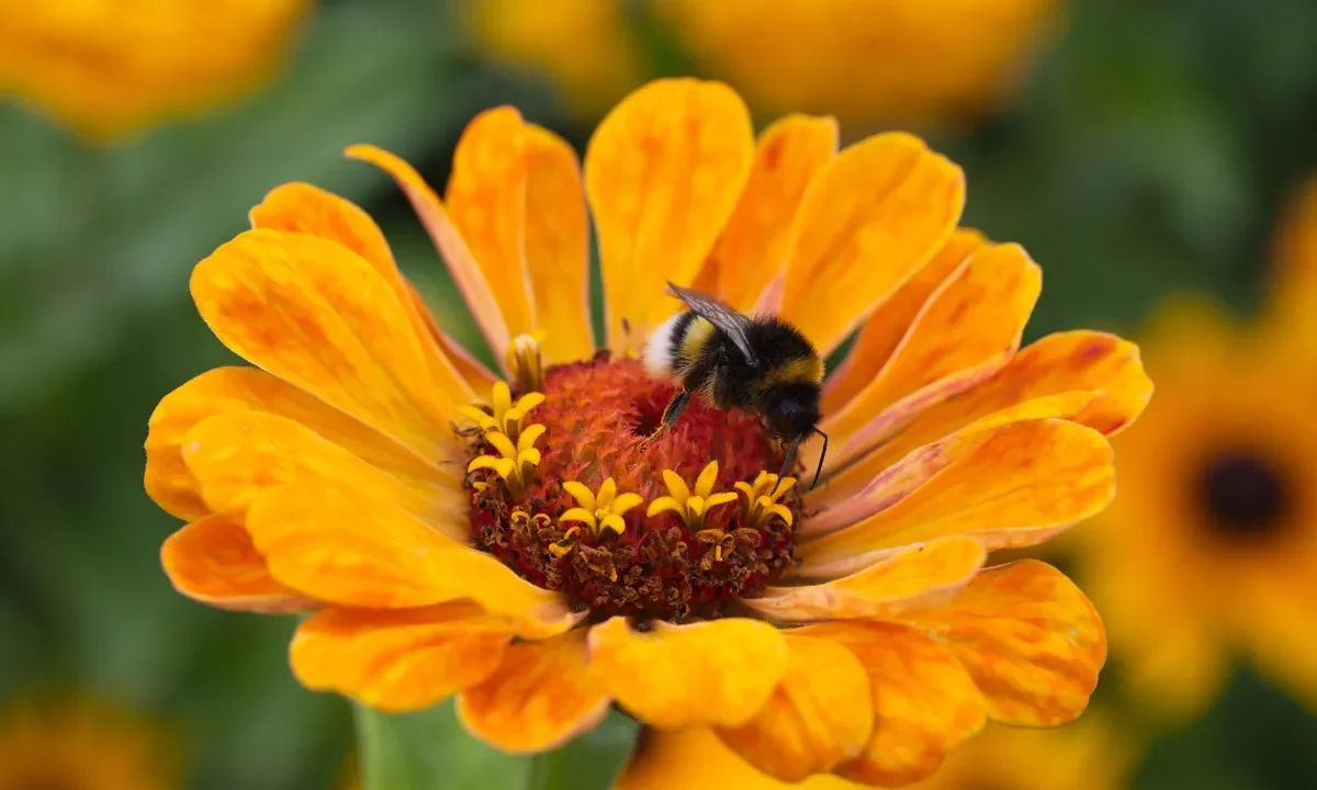Bir bombus arısının (Bombus terrestris) turuncu bir çiçek üzerinde yakın çekim makro fotoğrafı