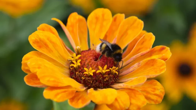 Bombus Arıları Bir Zeka Testini Nasıl Çözdü?