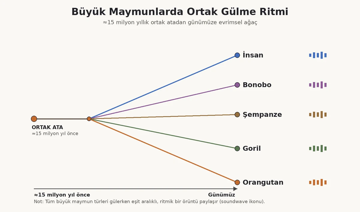15 milyon yıllık ortak atadan orangutan, goril, bonobo, şempanze ve insana uzanan evrimsel ağaç infografiği, gülme ritmi simgeleriyle