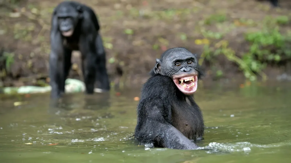 Bonobo ağzı açık gülme ifadesiyle suda oynarken; büyük maymunlarda gülme davranışını gösteren yakın plan fotoğraf