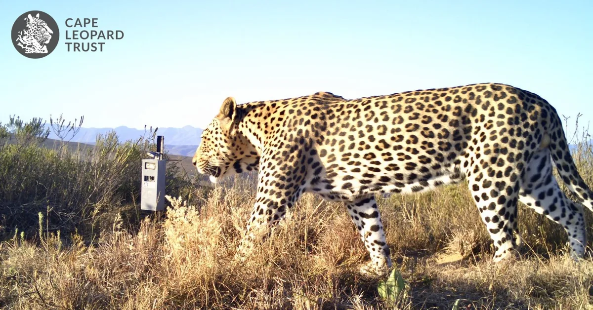 Kamera tuzağıyla görüntülenmiş bir Cape leoparı, Batı Kap'taki dağlık arazide yürürken