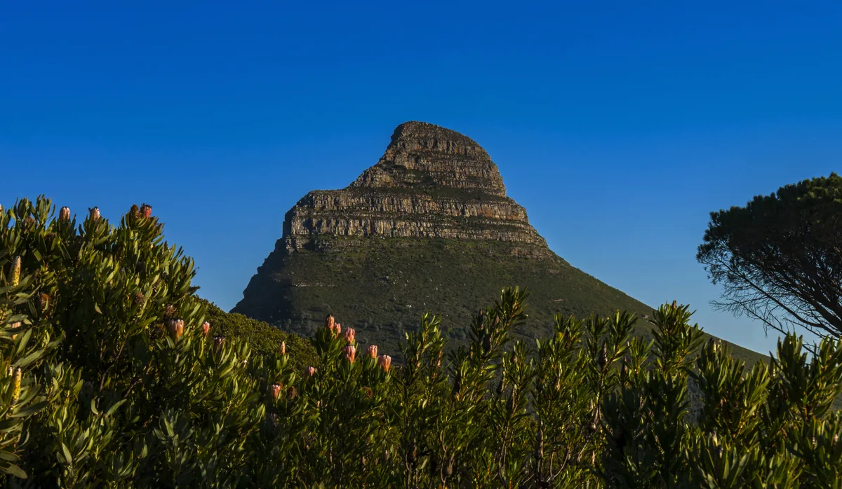 Cape Fold Belt'in kayalık zirveleri ve önde fynbos bitki örtüsü (protea çiçekleri), Cape leoparlarının yaşam alanı