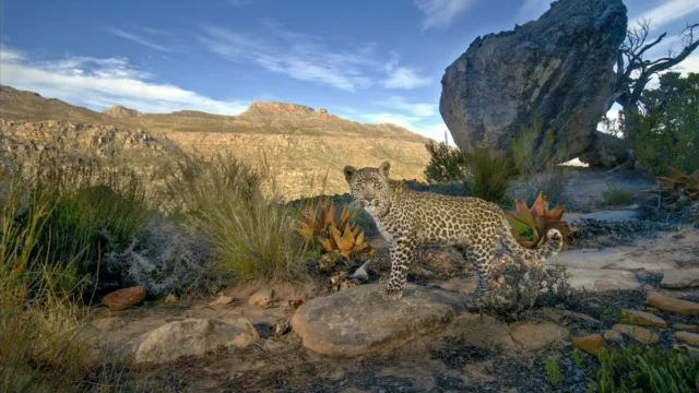 Cape Leoparları Neden Bu Kadar Küçük?