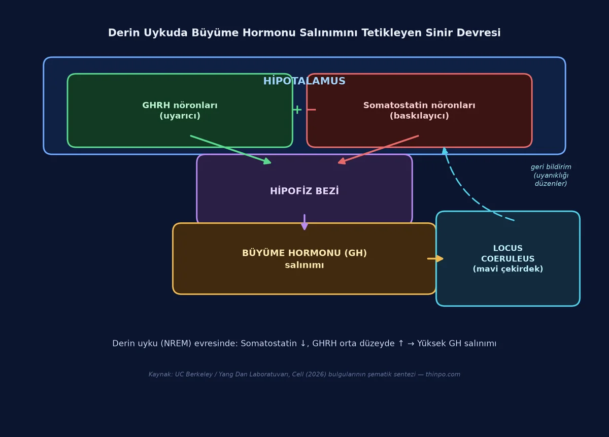 Derin uyku sırasında büyüme hormonu salınımını tetikleyen sinir devresi infografiği: hipotalamustaki GHRH ve somatostatin nöronları, hipofiz bezi, büyüme hormonu salınımı ve locus coeruleus geri bildirim döngüsü