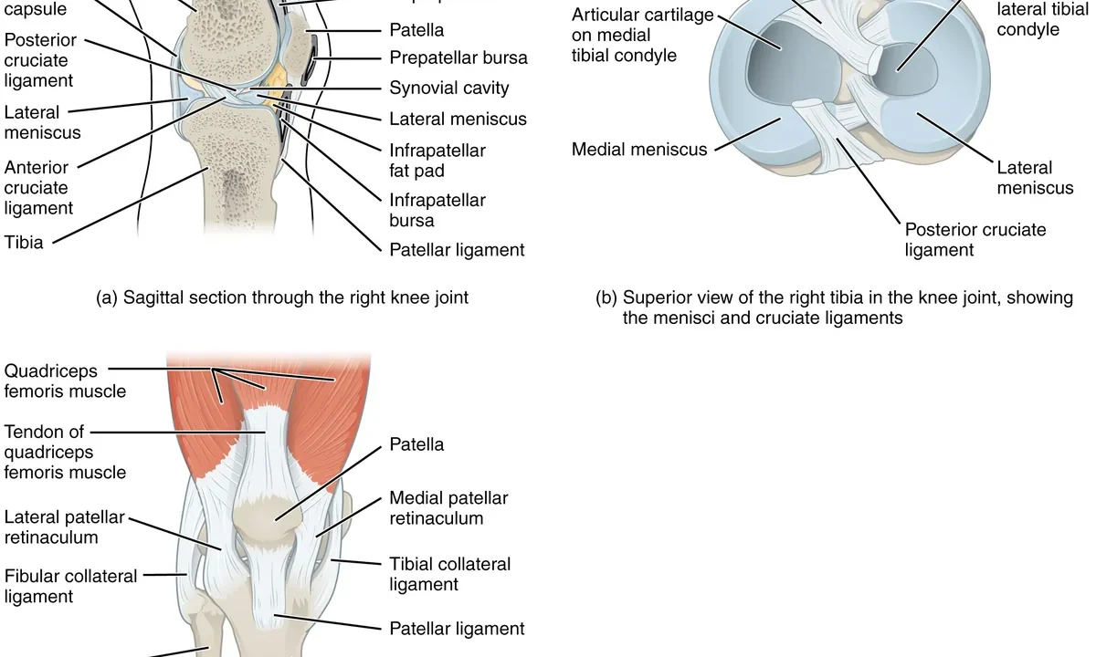 Diz eklemi anatomisini gösteren tıbbi illüstrasyon: femur, tibia, patella, eklem kıkırdağı ve bağlar