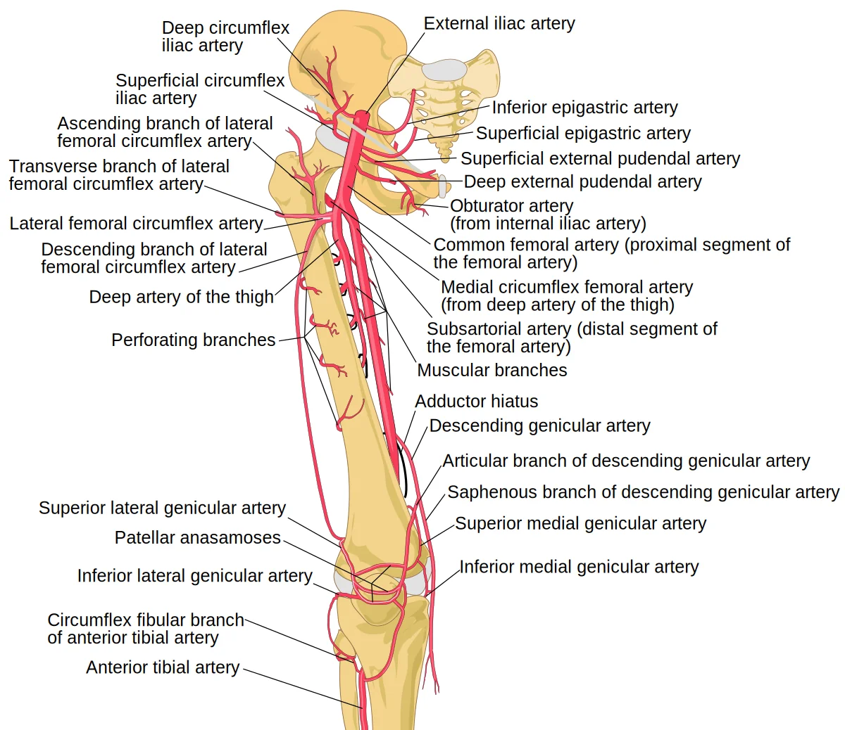 Femoral arterden diz çevresindeki genikular arterlere uzanan damar yolunu gösteren anatomik şema