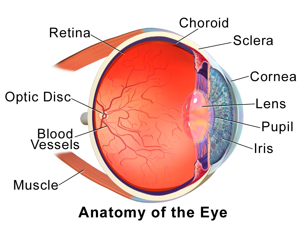 Retina, optik disk ve kan damarlarını gösteren insan gözü anatomisi kesit diyagramı