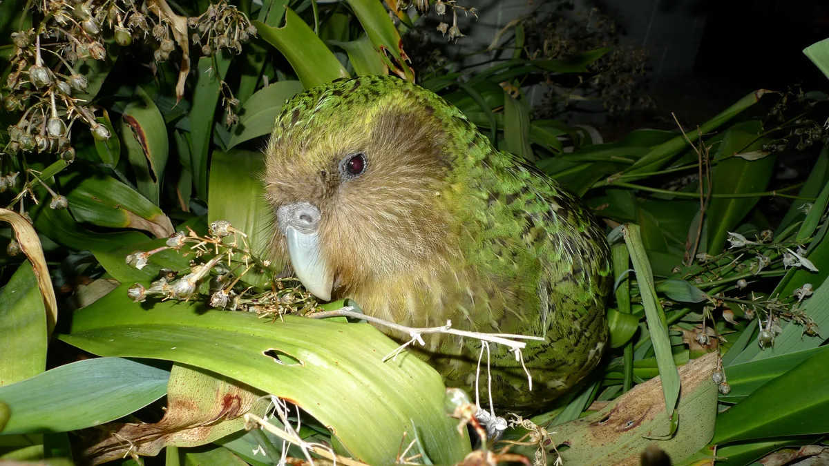Günümüz kākāpō kuşu (Strigops habroptila) doğal bitki örtüsü içinde yakından görünüyor; uçamayan bu papağan, antik uçabilen atası Strigops insulaborealis ile karşılaştırılıyor