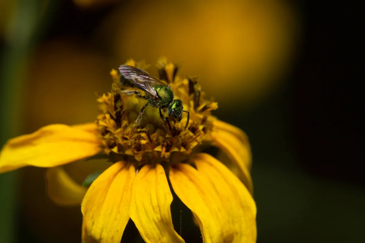 Halictidae familyasından metalik yeşil bir ter arısının çiçek üzerinde makro fotoğrafı