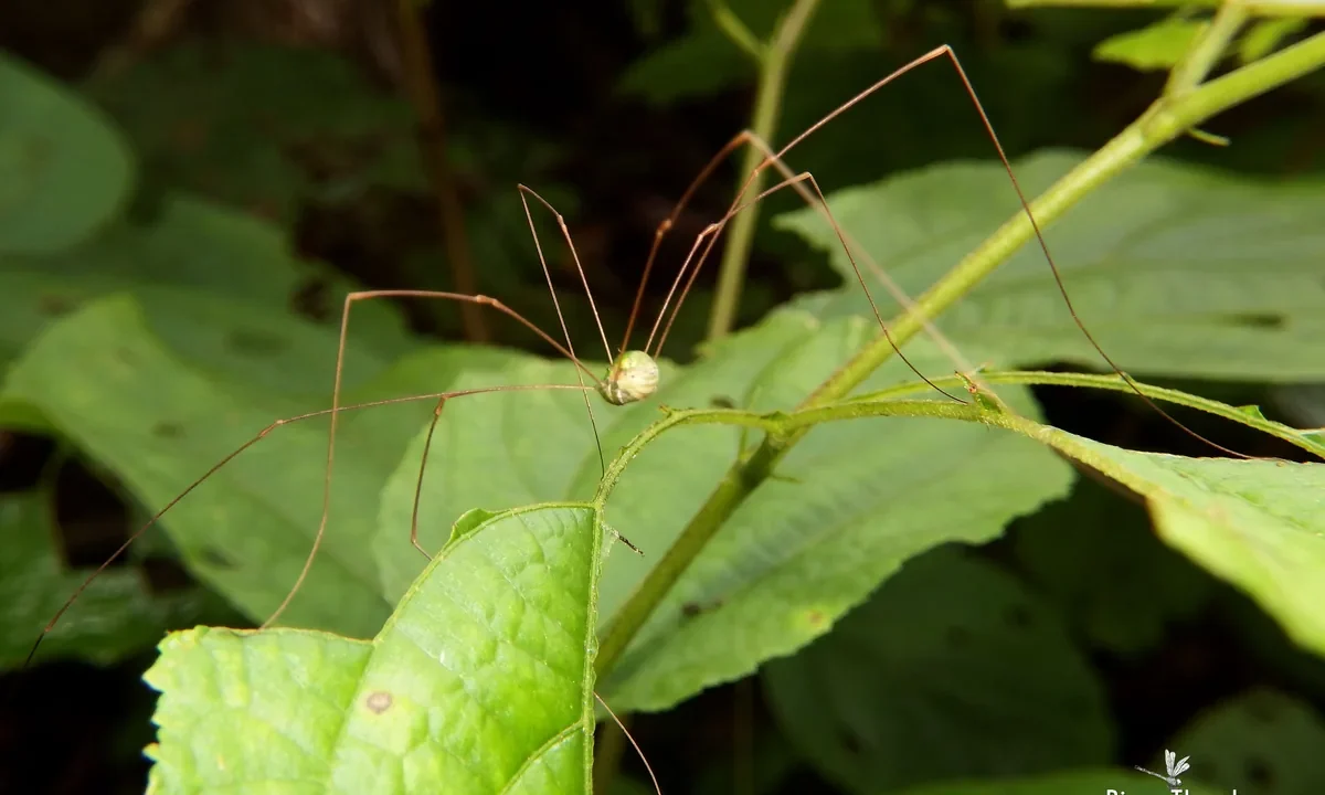 Nemli orman zemininde bir yaprak üzerinde duran hasat böceği (Opiliones), uzun ince bacakları ve tek parça oval gövdesiyle yakından görülüyor