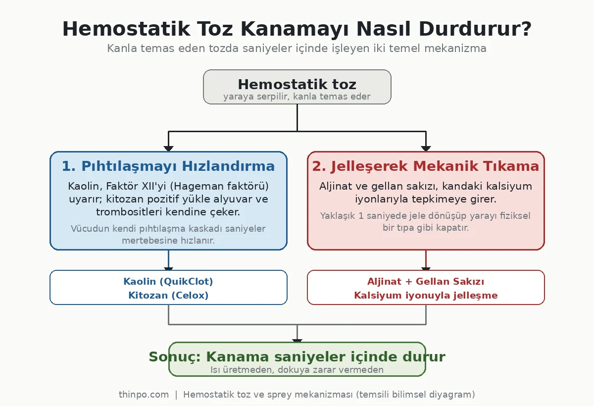 Hemostatik tozun kanamayı durdurma mekanizmasını gösteren infografik: pıhtılaşmayı hızlandırma ve jelleşerek tıkama