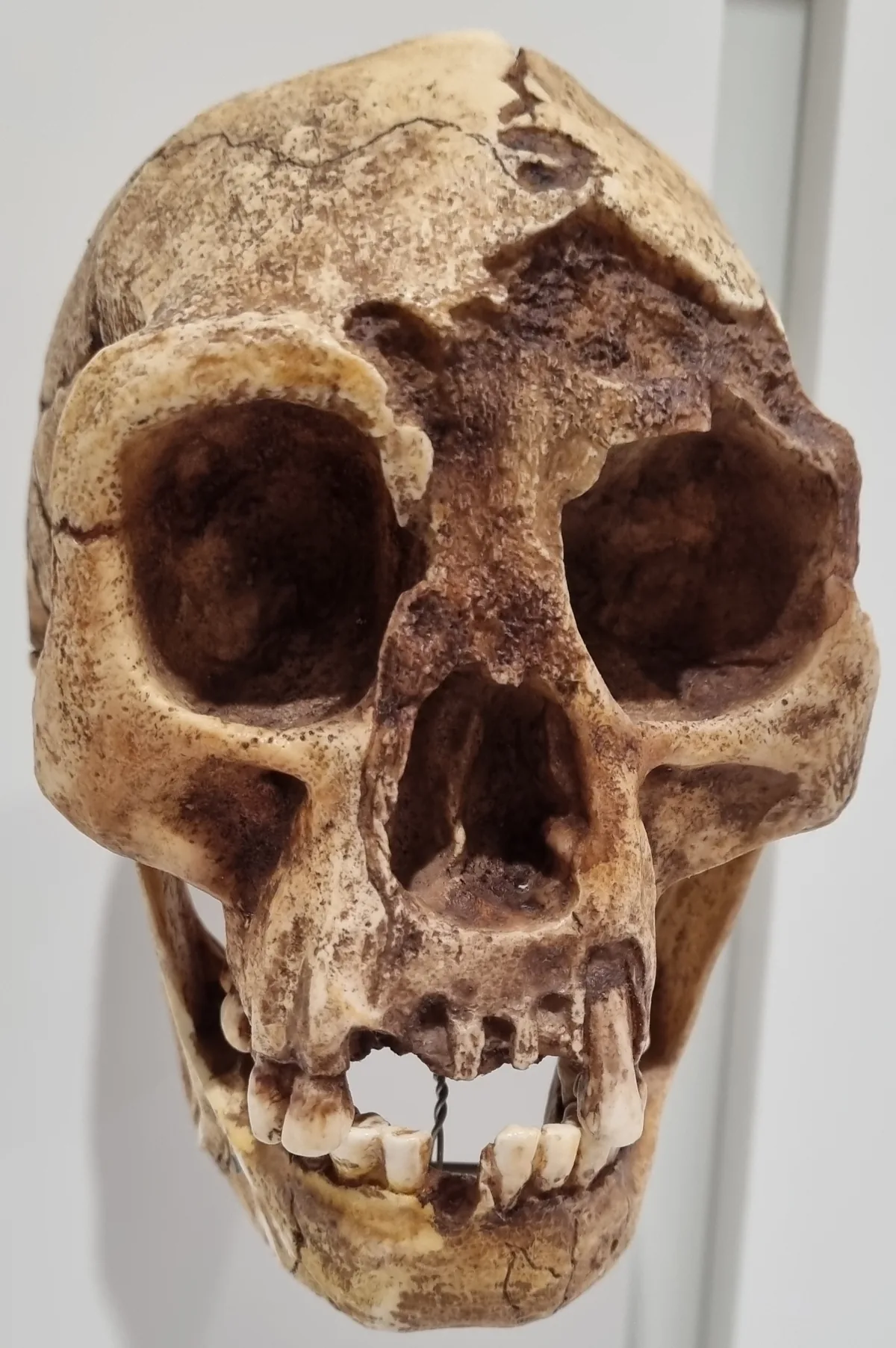 Homo floresiensis LB1 kafatası, Flores hobbitlerinin küçük beyin hacmini gösteren müze örneği