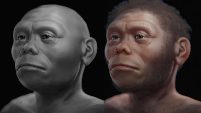 Homo floresiensis: Flores Hobbitleri Kimdir?