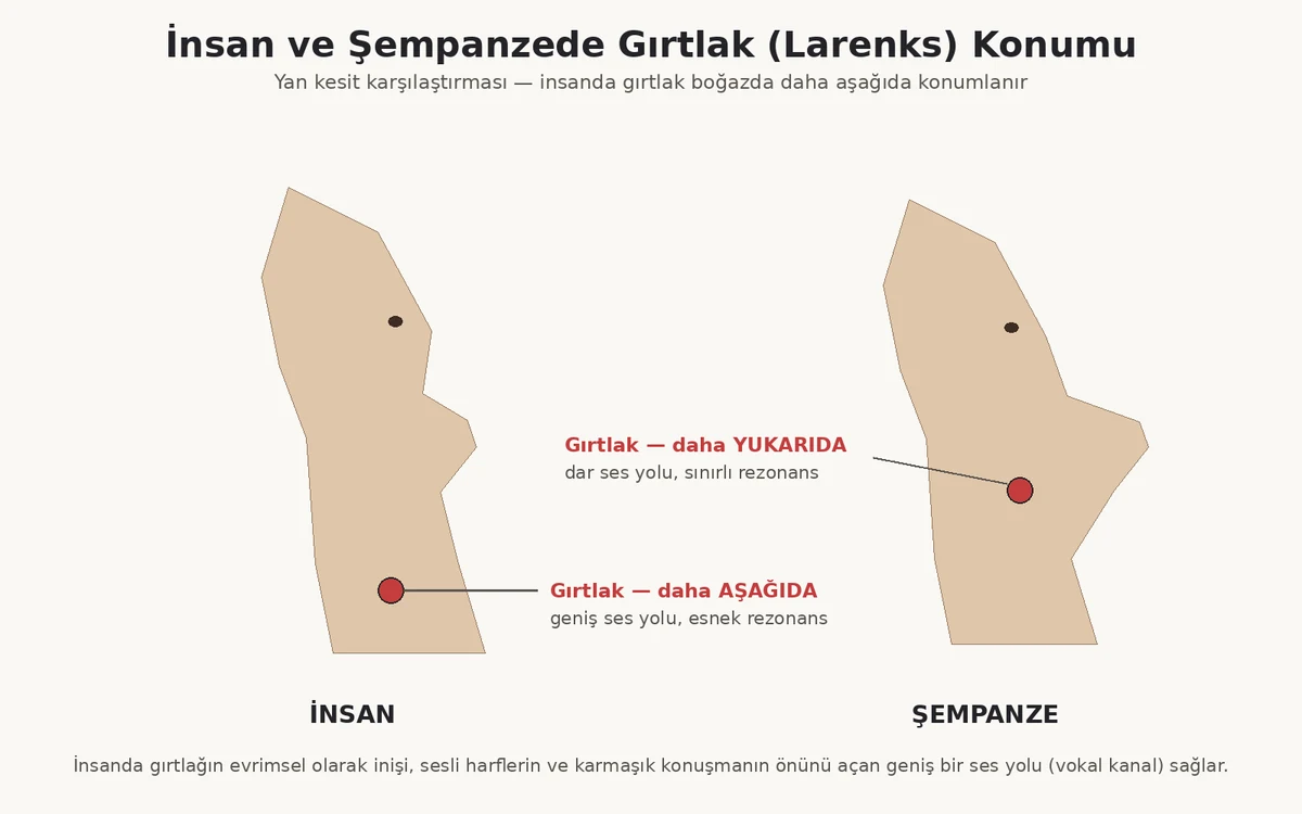 İnsan ve şempanzede gırtlak (larenks) konumunu karşılaştıran yan kesit anatomi infografiği
