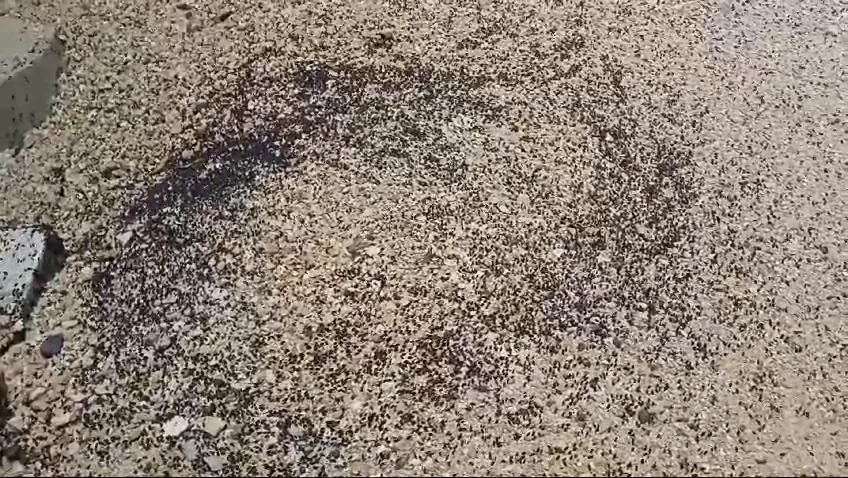 Zeminde dairesel bir kenar boyunca dizilmiş binlerce izopodun oluşturduğu gerçek ölüm sarmalı deseni
