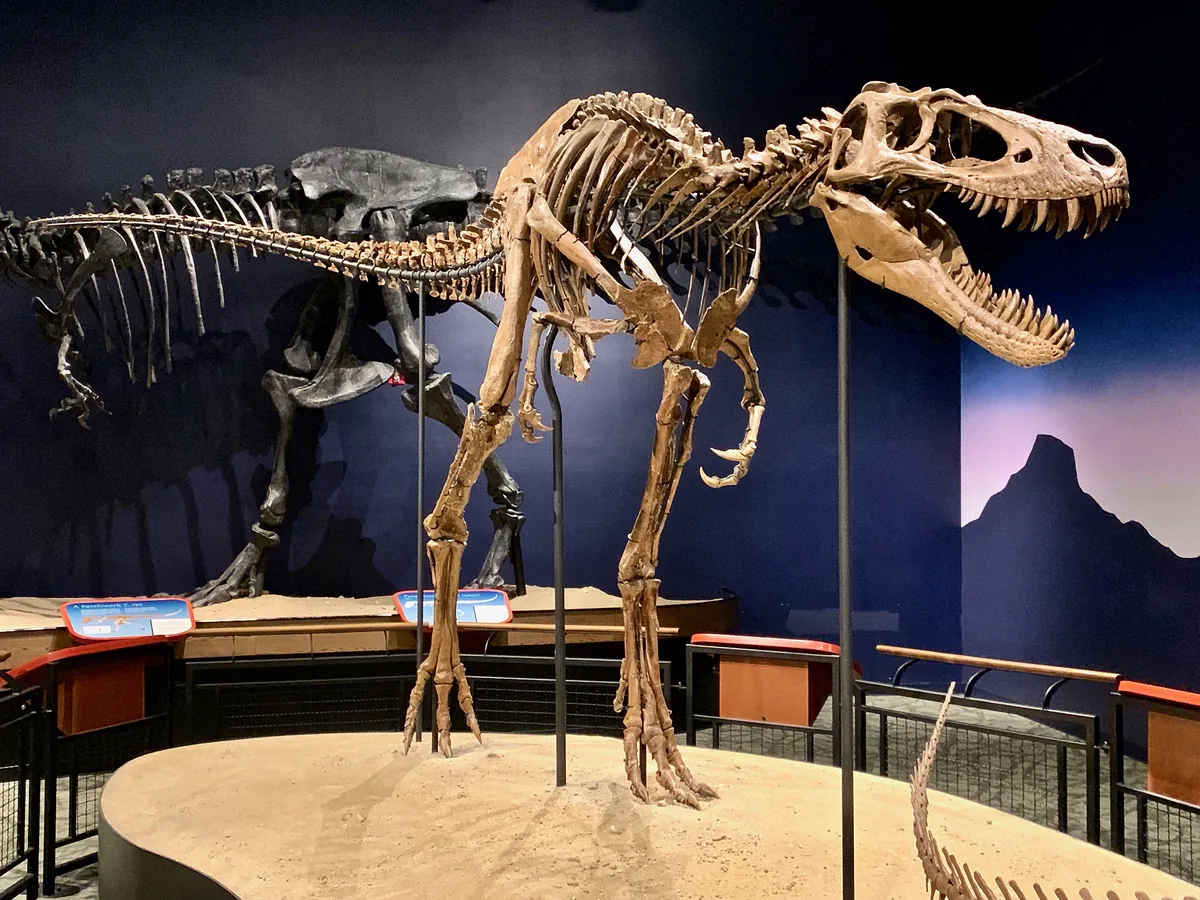 Jane örneğinin iskelet montajı; genç T. rex mi yoksa ayrı bir Nanotyrannus türü mü tartışmasına konu olan tiranozor fosili, Burpee Doğa Tarihi Müzesi