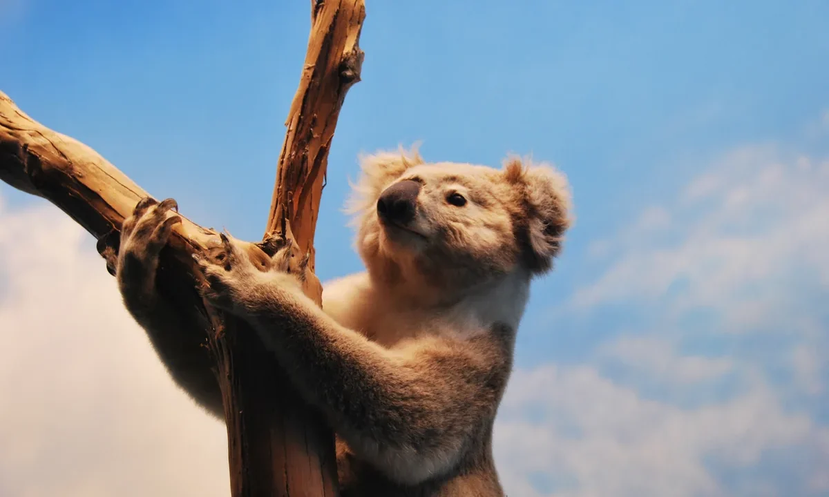 Okaliptüs dalına tutunmuş, kameraya doğru bakan yetişkin koala (Phascolarctos cinereus)