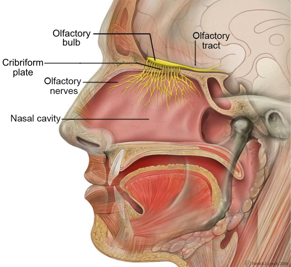Koku alma duyusunun anatomisi: burun boşluğu, olfaktör (koku) sinirleri ve koku soğanı (olfactory bulb) etiketli diyagram