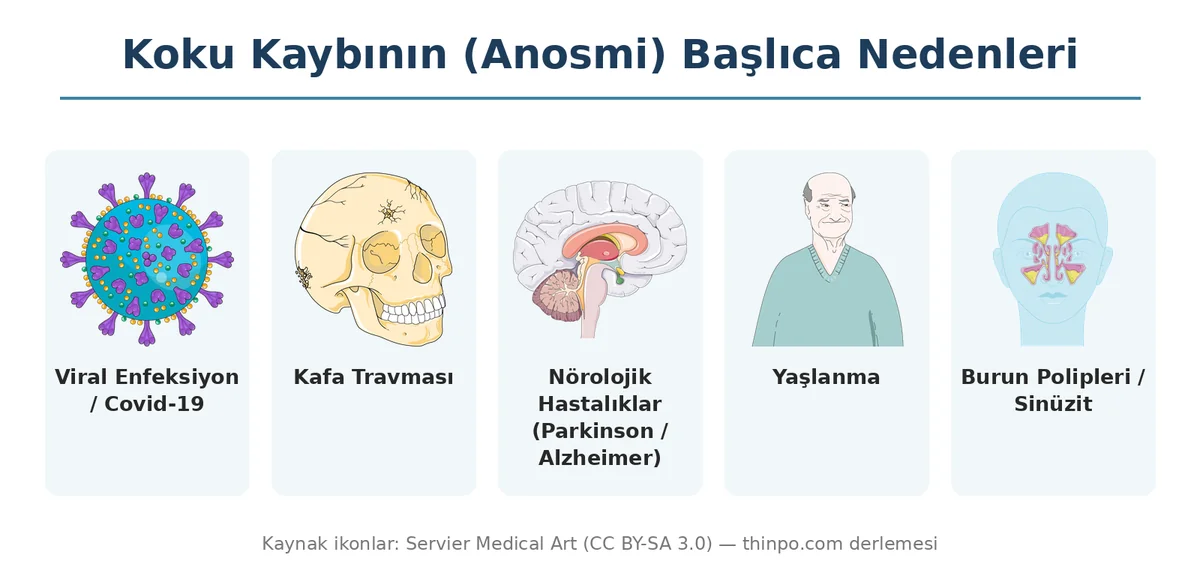 Koku kaybının başlıca nedenlerini gösteren infografik: viral enfeksiyon/Covid-19, kafa travması, nörolojik hastalıklar, yaşlanma, burun polipleri ve sinüzit