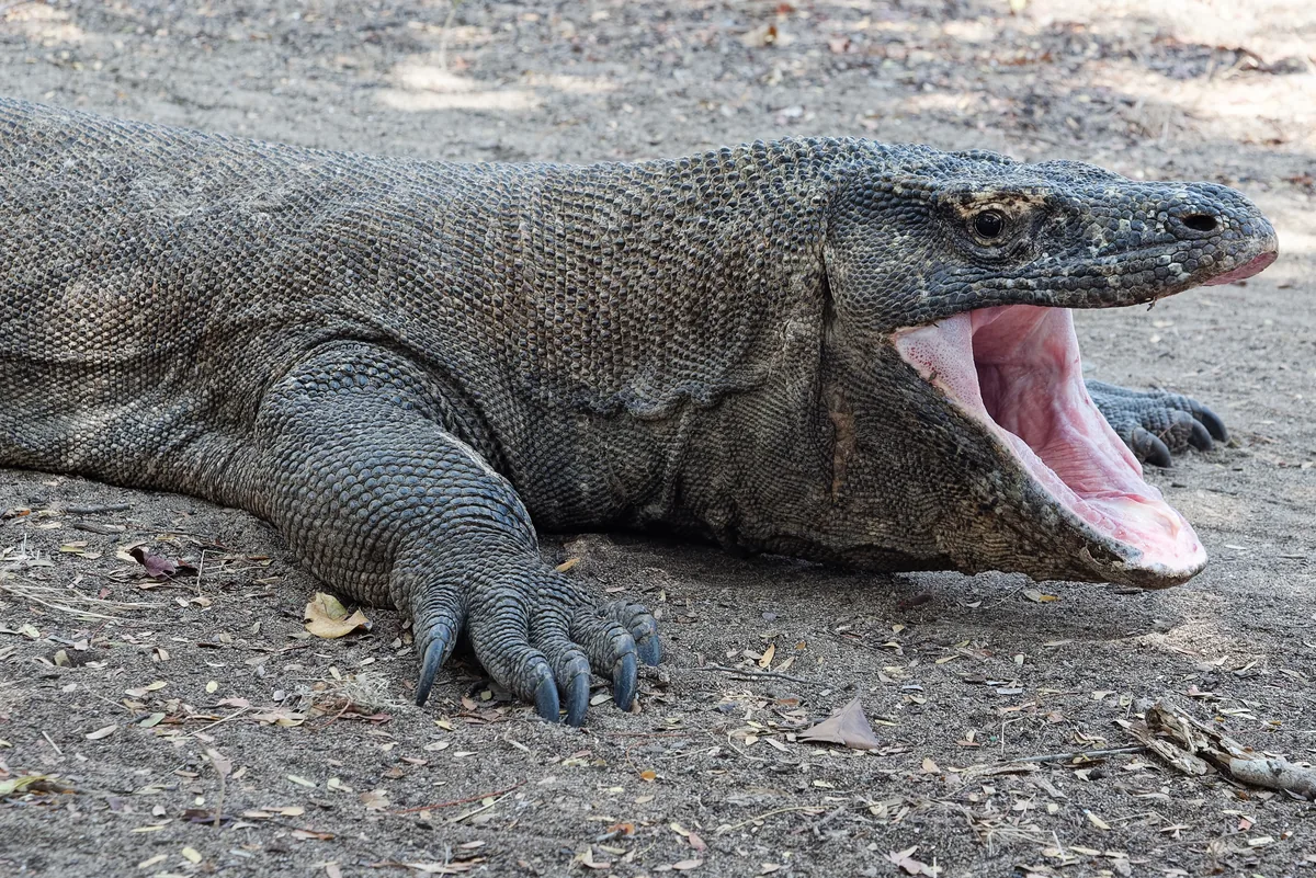 Doğal ortamında bir Komodo ejderi, Flores hobbitlerinin leş yediği düşünülen sürüngen