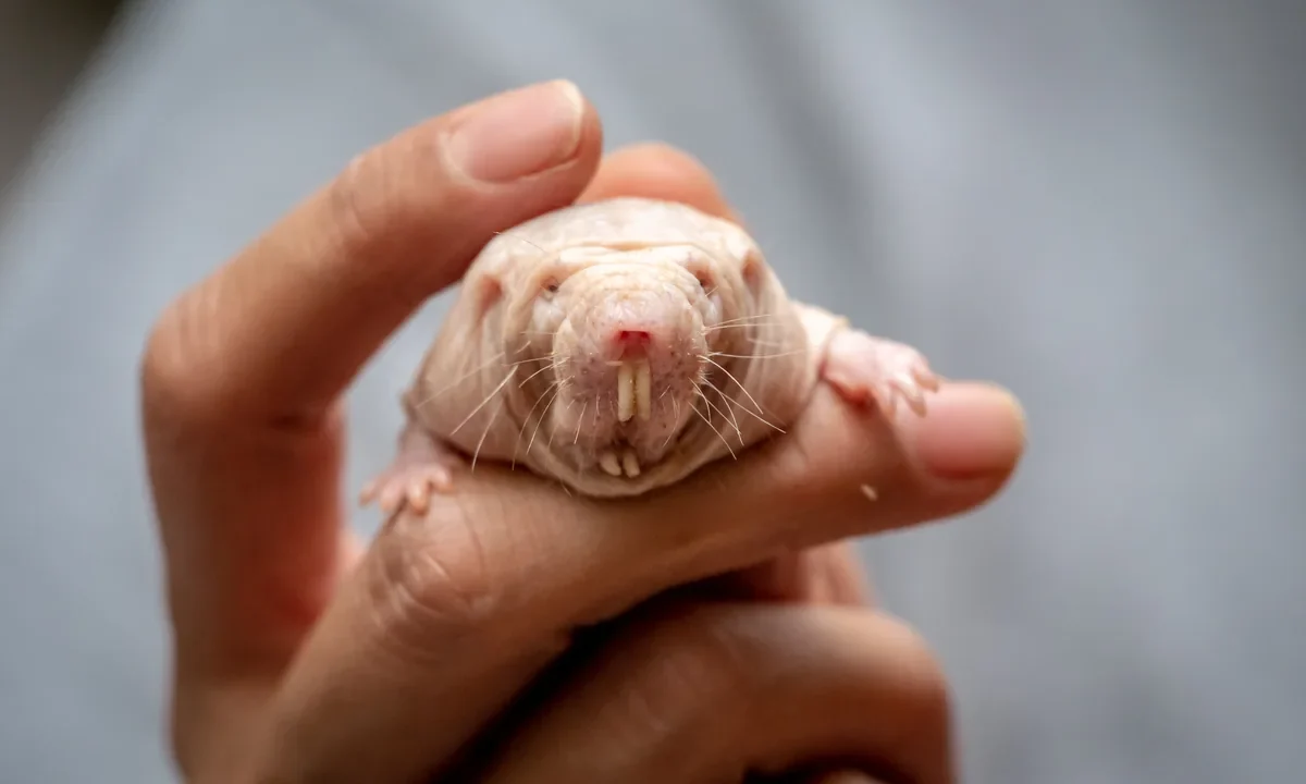 Kör köpekfaresi (Heterocephalus glaber) kraliçesinin yakın plandan çekilmiş portresi; tüysüz pembemsi derisi, dişleri ve bıyıkları net görünüyor