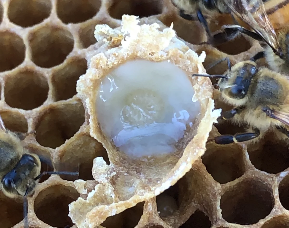 Petek gözünde larvanın etrafını saran beyaz-krem renkli arı sütü (royal jelly) yakın plan görüntüsü