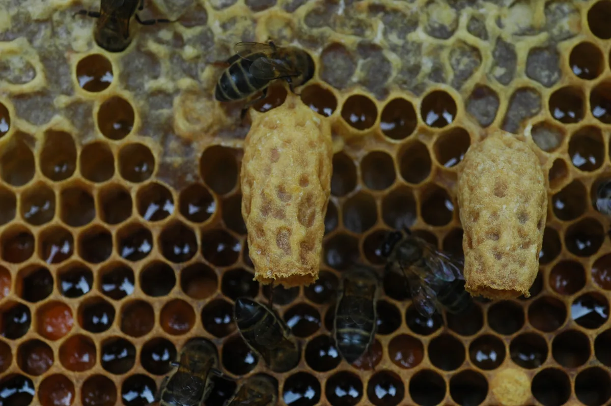 Petekten sarkan, fıstık kabuğunu andıran dokulu kraliçe hücreleri (queen cells) yakın plan