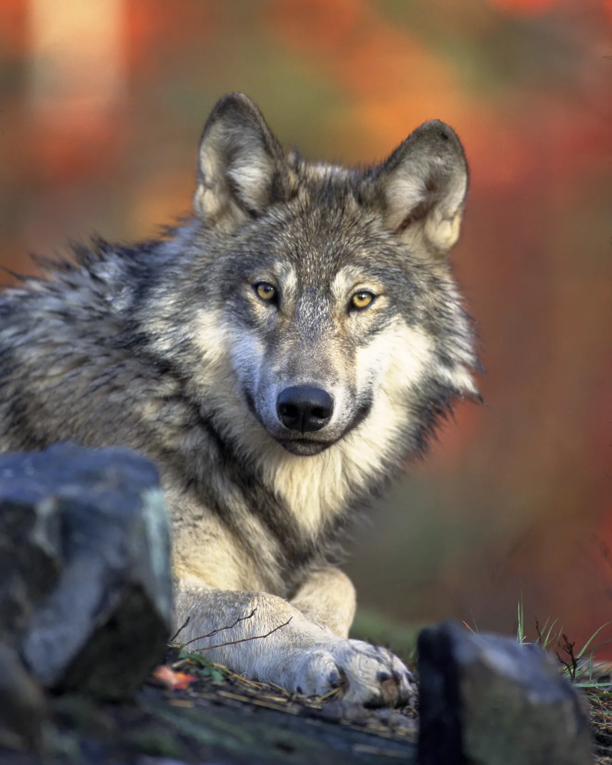 Doğal ortamında dikkatle bakan gri kurt (Canis lupus) portresi