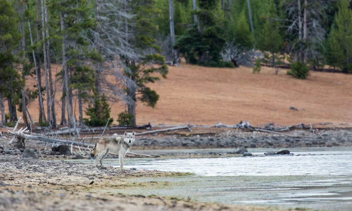 Yellowstone Gölü kıyısında duran yalnız bir gri kurt, atmosferik vahşi doğa manzarası