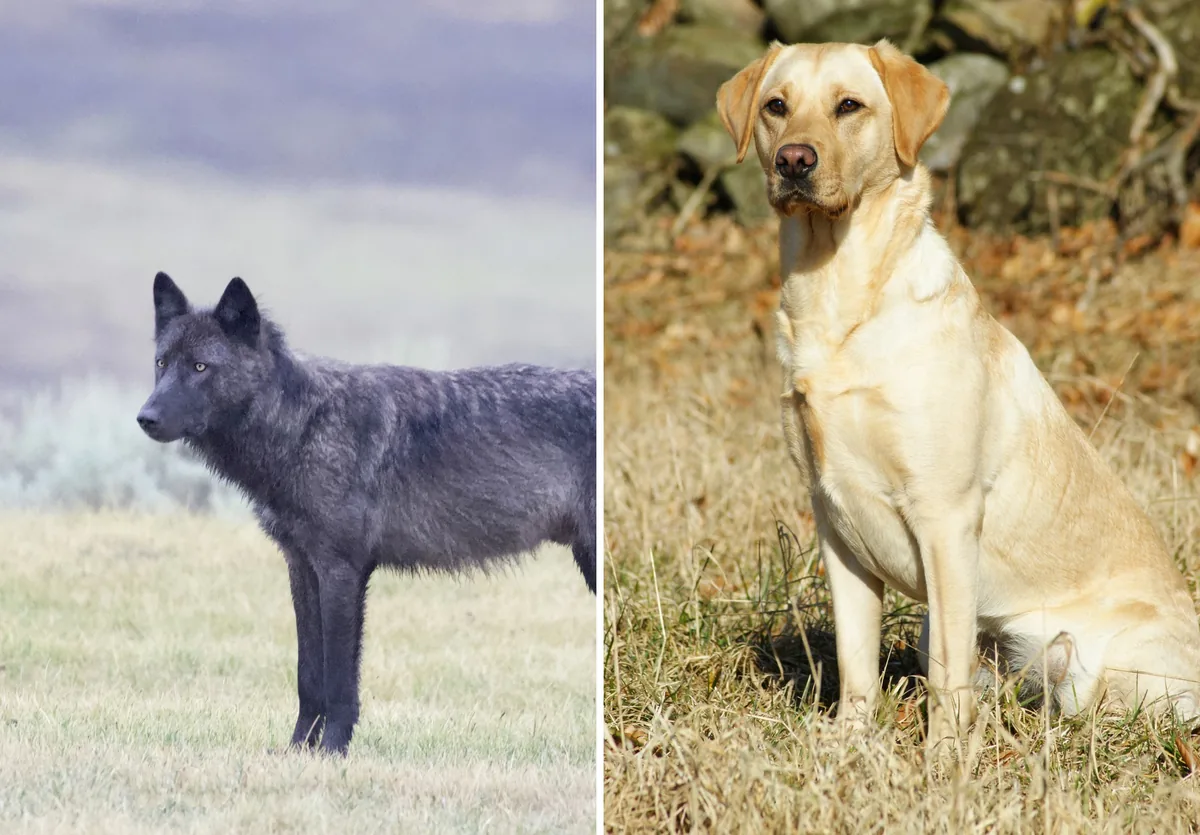 Gri kurt ile evcil bir Labrador Retriever köpeğinin yan yana karşılaştırması