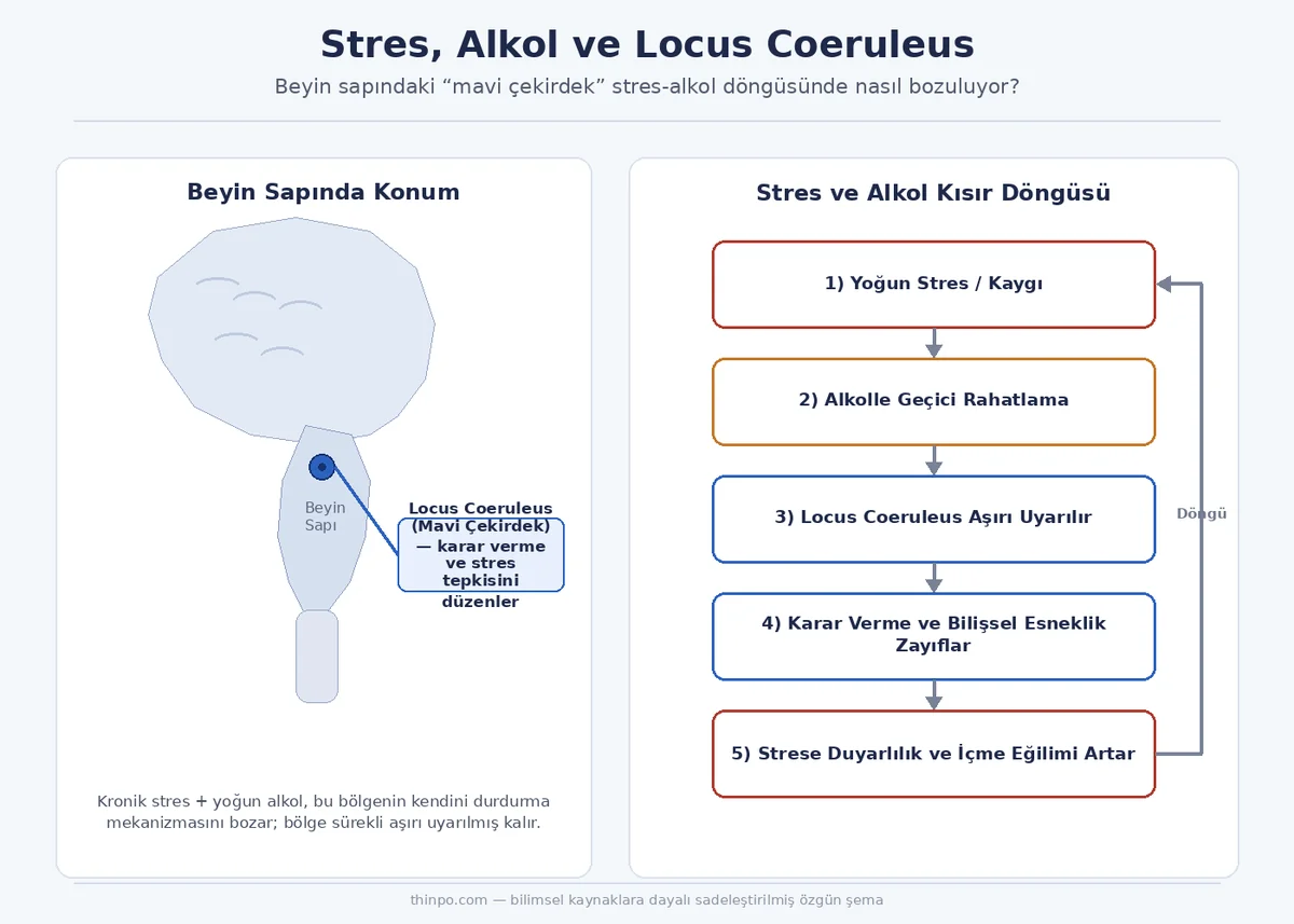 Beyin sapındaki locus coeruleus bölgesini ve stres-alkol kısır döngüsünün beş adımını gösteren Türkçe infografik