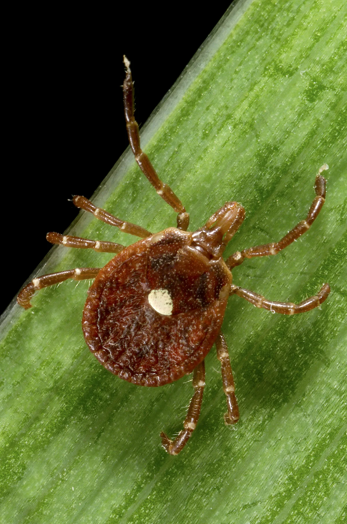 Lone Star kenesi (Amblyomma americanum) dişisinin sırtındaki karakteristik tek beyaz benek net görünen yakın çekim makro fotoğrafı