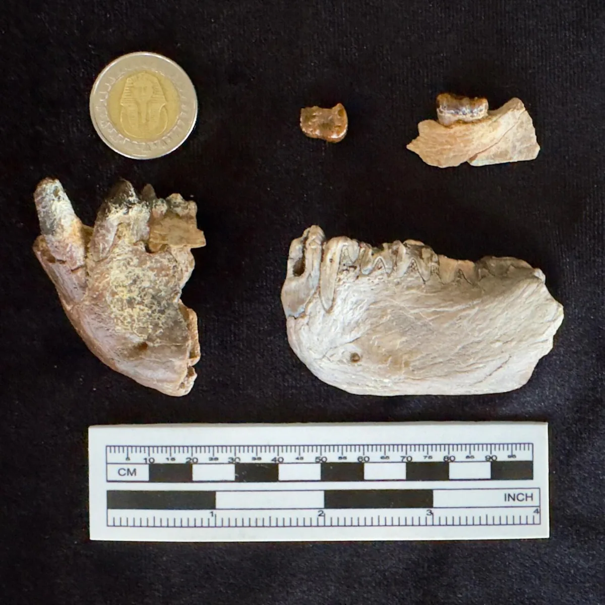 Masripithecus moghraensis'e ait çene ve diş fosili parçalarının cetvel ve madeni para ile ölçekli laboratuvar fotoğrafı