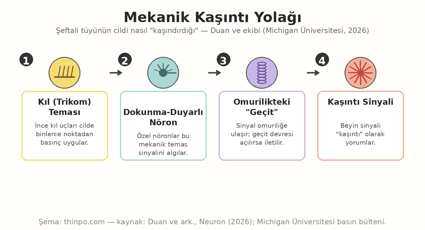 Mekanik kaşıntı yolağını gösteren Türkçe etiketli infografik: kıl teması, dokunma-duyarlı nöron, omurilikteki geçit devresi ve kaşıntı sinyali adımları.