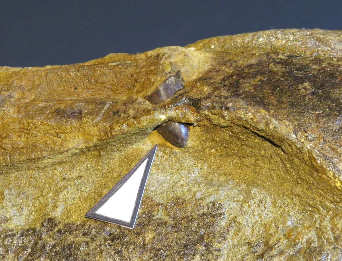 MOR 1627 numaralı Edmontosaurus kafatasının burun bölgesine saplanmış, kırılmış T. rex dişinin yakın çekim fotoğrafı