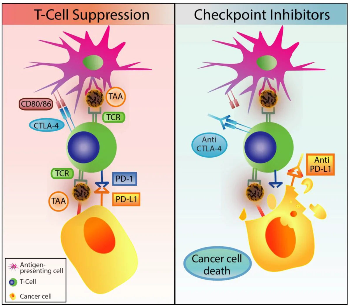 PD-1/PD-L1 ve CTLA-4 kontrol noktalarının T hücresini baskılaması ile checkpoint inhibitörlerinin bu baskıyı kırarak kanser hücresi ölümünü tetiklemesini gösteren şema