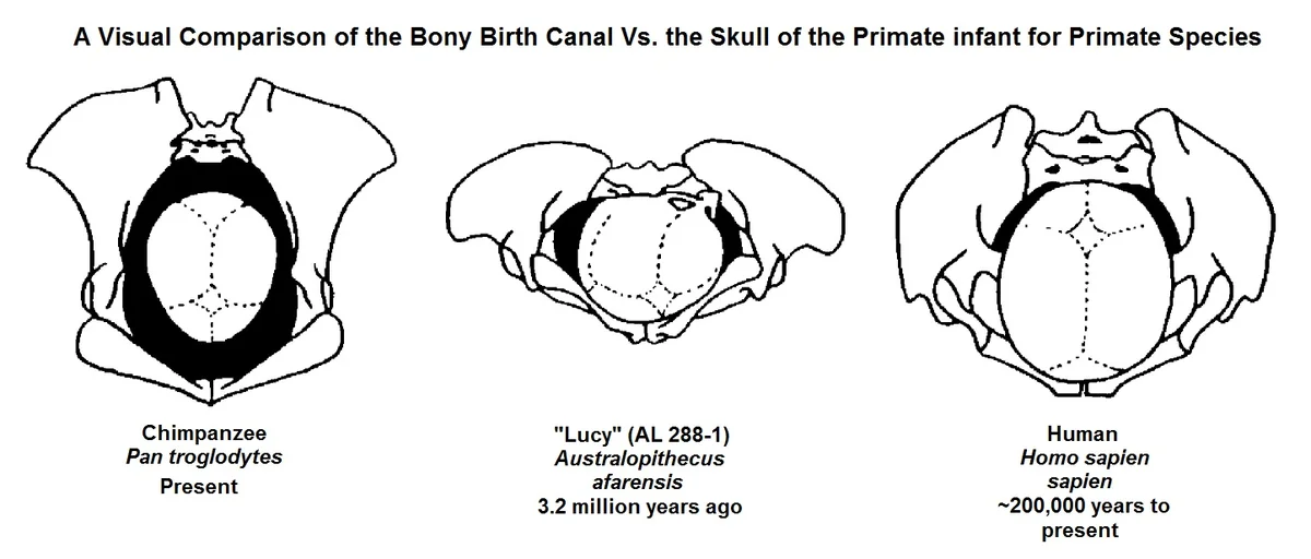 Şempanze, Australopithecus afarensis (Lucy) ve insanın pelvis ile doğum kanalının bebek kafatası boyutuyla karşılaştırıldığı bilimsel diyagram